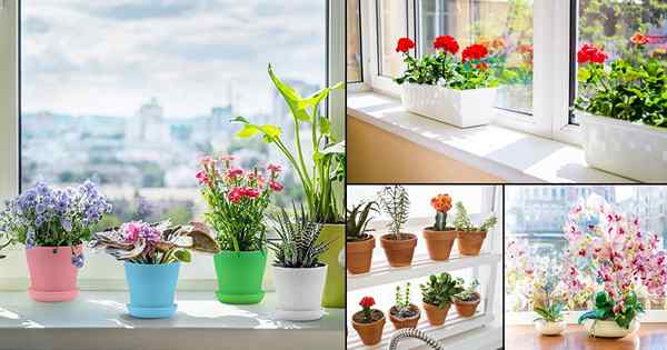 26 Idea Taman Bunga Windowsill Awesome