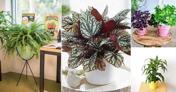 26 melhores plantas de mesa de escritório que não precisam de espaço