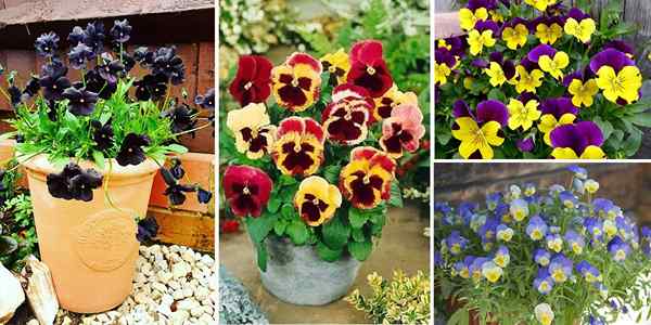 26 Jenis Pansies Terbaik | Jenis pansy yang paling indah