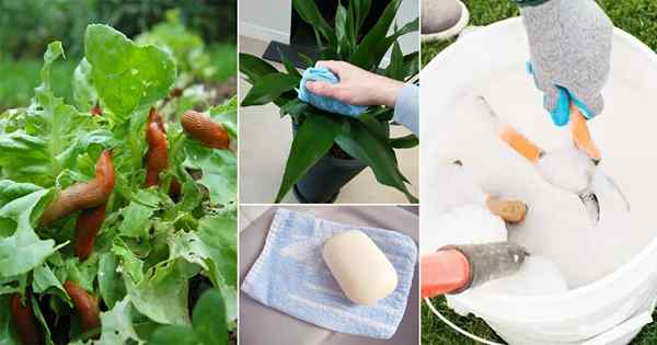 26 excelentes usos de jabón en el hogar y el jardín