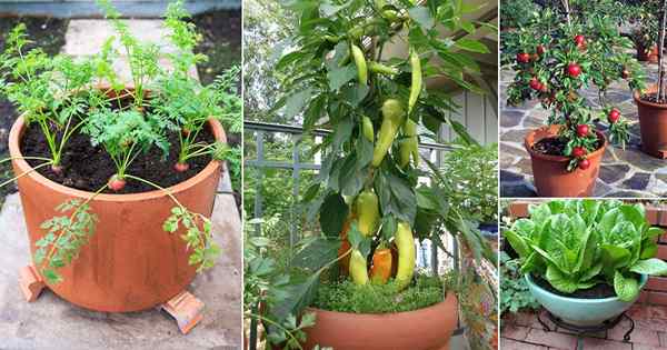 26 Légumes, fruits et herbes de la plupart utilisés en pot