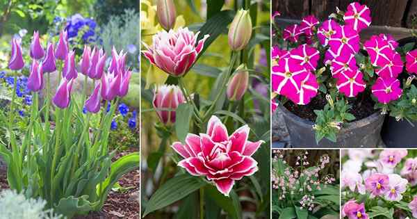 27 melhores flores rosa e brancas para crescer