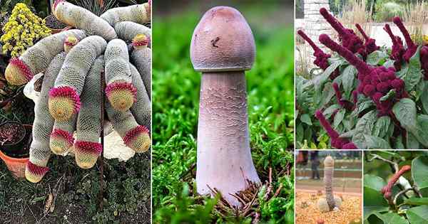 27 szokujących roślin, które wyglądają jak penis