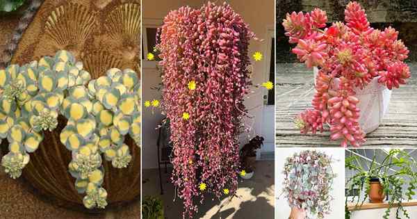 28 meilleures vignes et grimpeurs succulents | Vigne comme des plantes succulentes