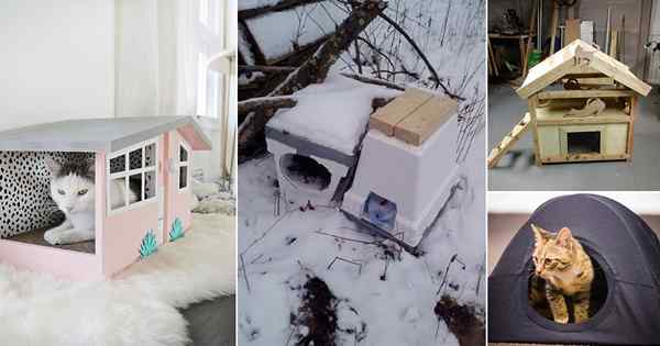 28 DIY Outdoor Cat House Ideen für Winter | DIY Wilde Katzenunterkünfte