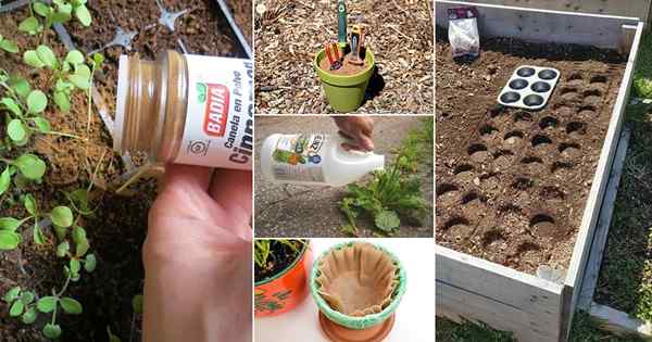 28 hacks de jardinage qui changeront la façon dont vous jardiz pour toujours