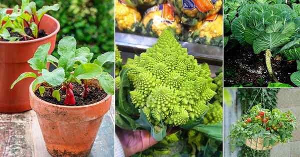 29 meilleurs légumes de printemps que vous pouvez cultiver