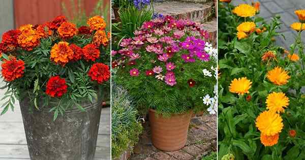 3 Hermosas flores del mes de nacimiento de octubre