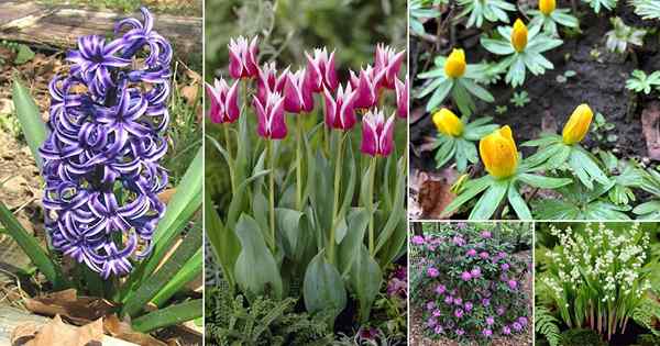 30 mejores flores de primavera | Flores para crecer en primavera