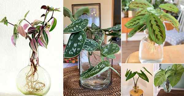 31 Increíbles plantas de interior que crecen en agua