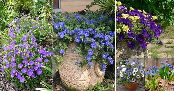 31 mejores flores de azul bebé | Pequeñas flores azules