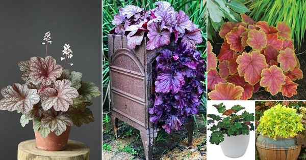 31 melhores variedades de heuchera | Diferentes tipos de heucheras