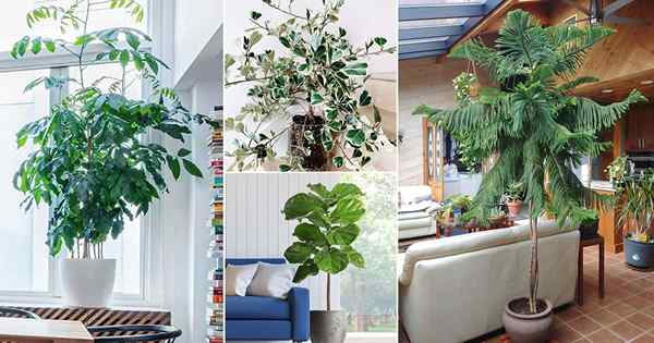 31 melhores grandes plantas internas | Plantas altas para casa e escritórios