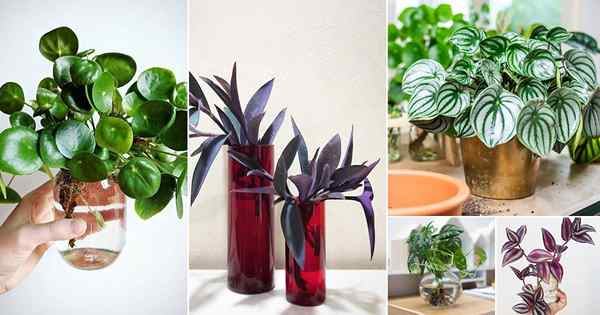 31 plantes intérieures populaires que vous pouvez pousser en vases