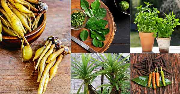 33 Senarai Rempah Thai | Panduan Lengkap untuk Herba dan Rempah Thai