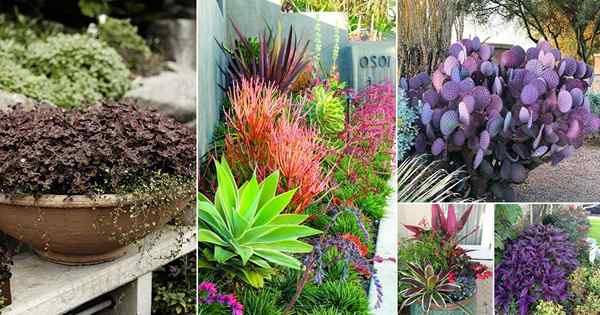34 Piękne krajobrazy z fioletowymi pomysłami na rośliny