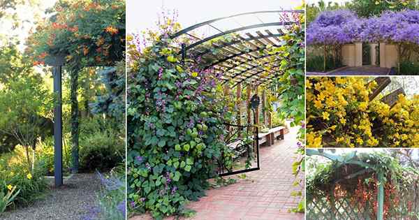 34 Melhores plantas de pérgola | Plantas de escalada para pérgolas, arboras, arcos e treliça