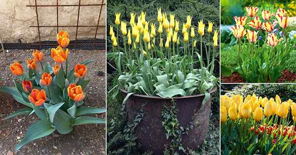 34 meilleures variétés de tulipes jaunes | Superbes tulipes jaunes pour grandir