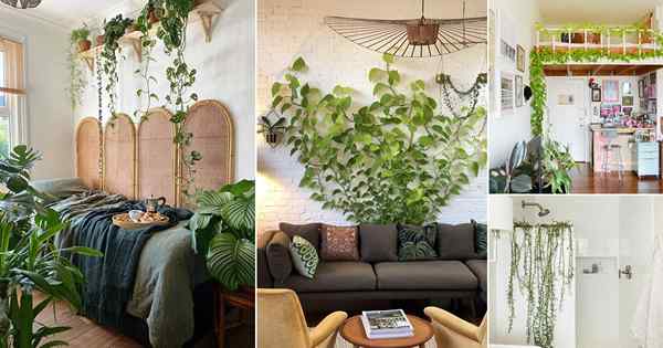 34 Ideas fabulosas de jardín de vid del interior