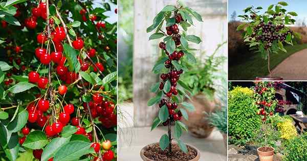 35 melhores tipos de cerejas para crescer em vasos