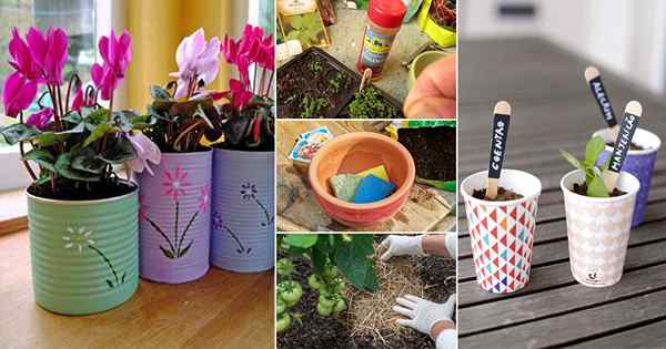 35 astuces de jardinage bon marché que chaque jardinier devrait savoir