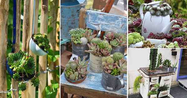 35 grandes «succulentes plantées dans des articles de cuisine»