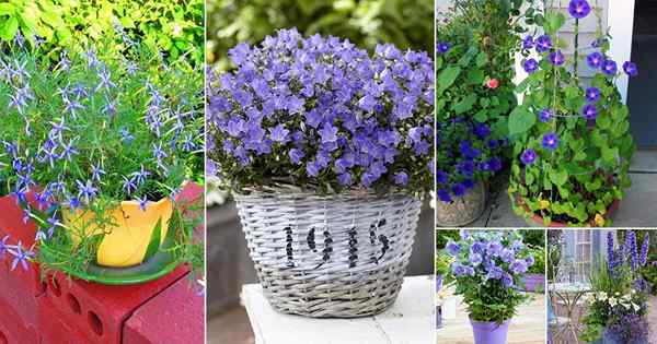 36 meilleures fleurs bleues pour pousser dans des conteneurs