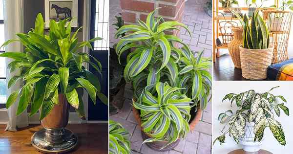 36 meilleures variétés de dracaena pour l'intérieur | Types de plantes d'intérieur de Dracaena