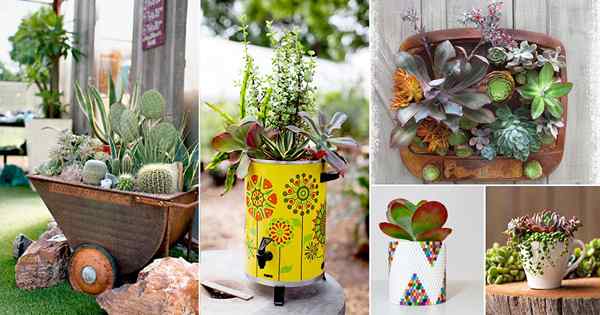 36 {free} idea kontena yang succulent dari barang -barang isi rumah