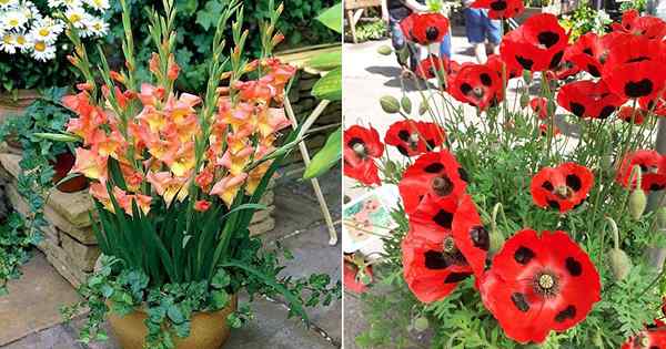 4 lindas flores de mês de agosto