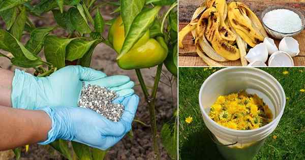 4 mejores recetas de fertilizantes de potasio de bricolaje