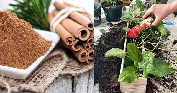 4 avantages de la poussière à la cannelle pour les plantes