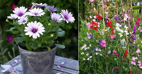 4 magnifiques fleurs du mois de naissance d'avril