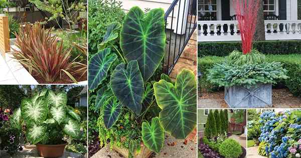 40 plantes accrocheuses pour l'attrait du trottoir