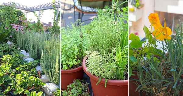 42 Mejores plantas complementarias de Rosemary