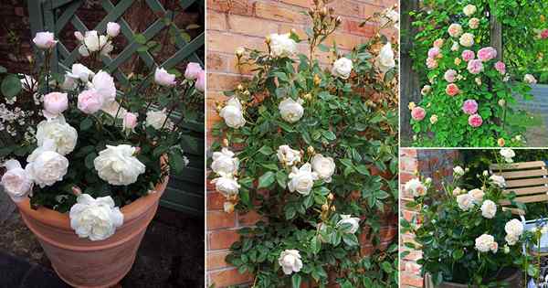 42 mejores variedades de rosas de jardín blanco