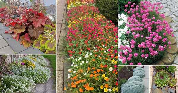 42 plantas impresionantes para pasarelas