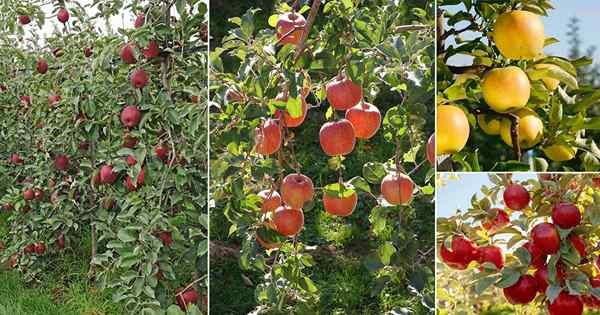 42 Słodkie odmiany jabłka | Jakie jest najsłodsze jabłko