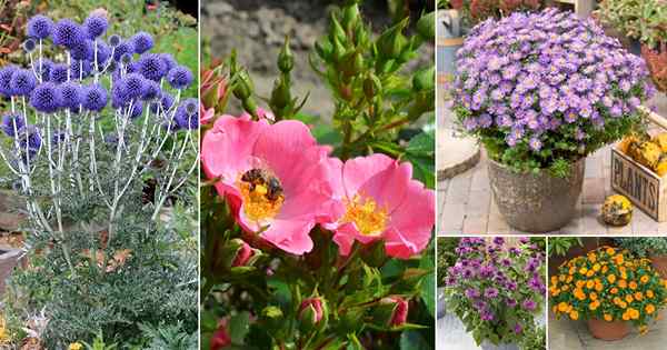 46 Beste Pflanzen, die Bienen anziehen | Bienenfreundliche Pflanzen