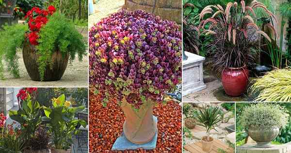 48 Meilleurs plantes de thriller de remplissage de déverseurs pour votre maison et votre jardin