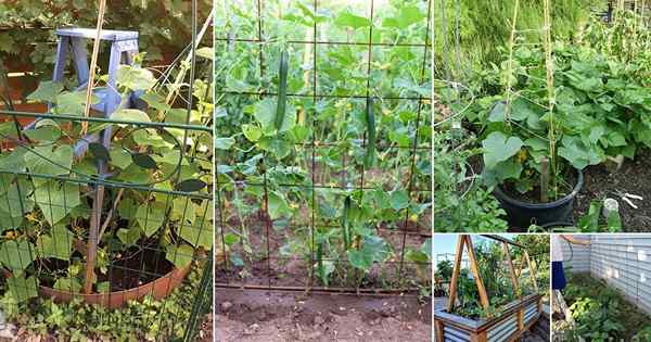 49 Idea Trellis Timun Diy Fungsional