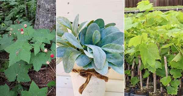 5 meilleures plantes qui peuvent être utilisées comme papiers des toilettes | Plantes de papier toilette