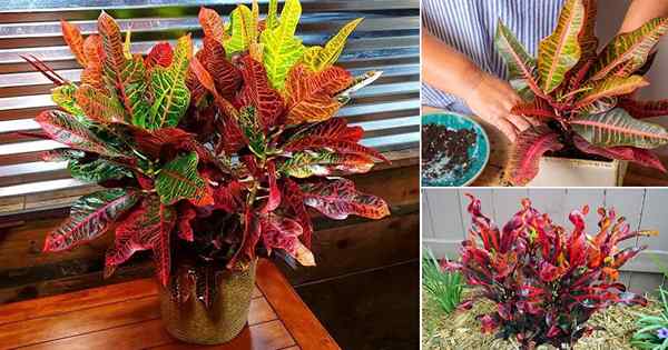 5 secrets inconnus des plantes de croton colorées