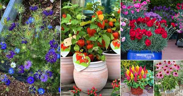 50 melhores flores cortadas para cortar jardim | Tipos de flores cortadas