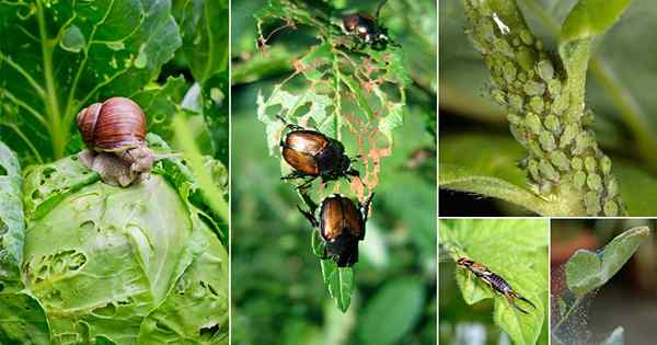 50 tipos de pragas comuns em seu jardim e como se livrar deles