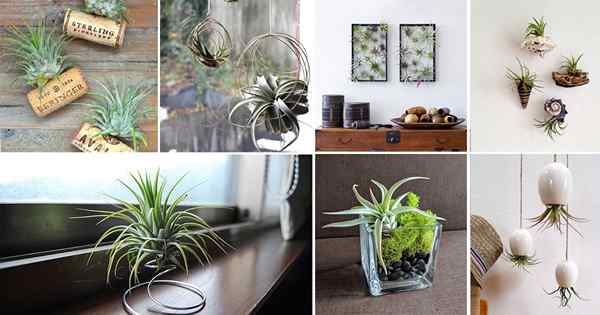 51 ideas de exhibición de plantas de aire más increíbles