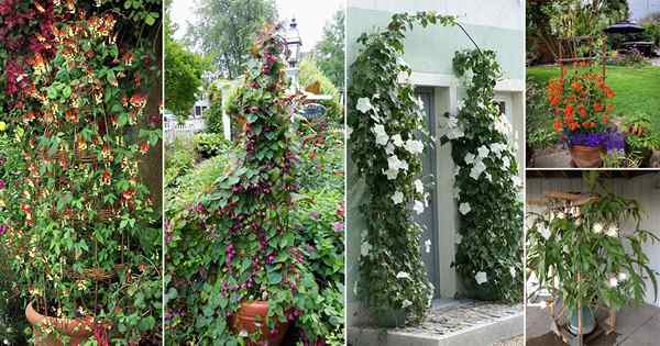 57 meilleures vignes et grimpeurs à fleurs pour pousser dans le jardin et les conteneurs