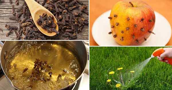 6 Amazing Cloves Use dans le jardin