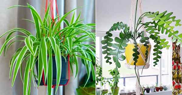 6 houseplants gantung terbaik yang tidak akan mati dengan mudah