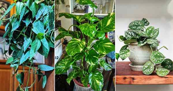 6 Beste schlechte Pothos, die keine Sonne brauchen